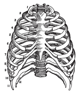 胸廓前面观简笔画图片