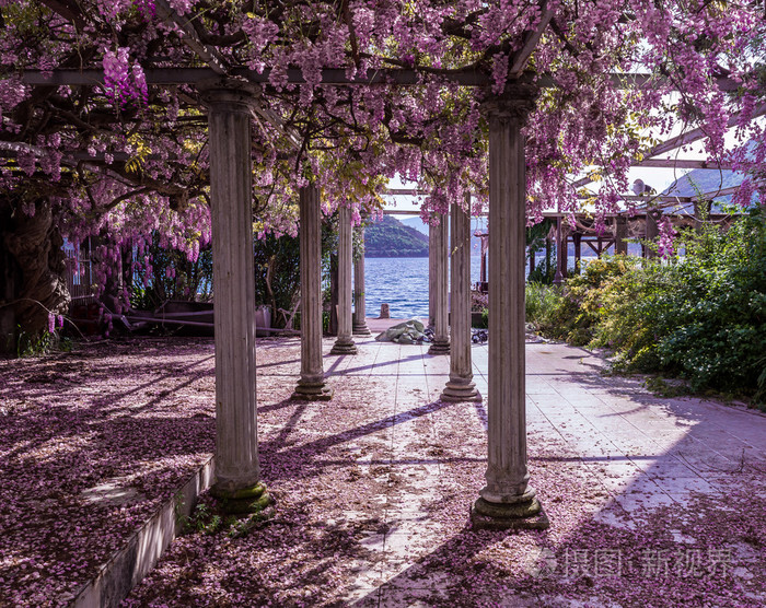 美丽的前院与支柱和紫藤花照片 正版商用图片0axhpe 摄图新视界