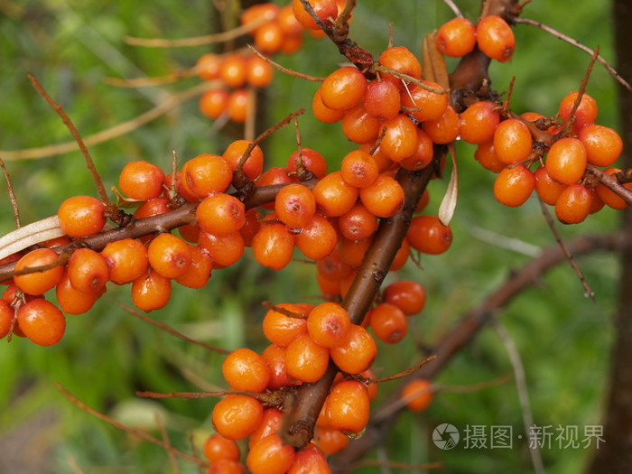 沙棘果