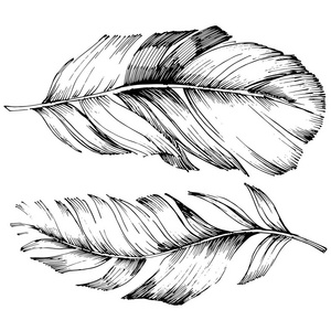 载体鸟羽毛从翼被隔绝。独立的插图元素。背景纹理包装图案框架或边框的矢量羽毛