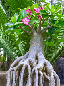 夹竹桃植物