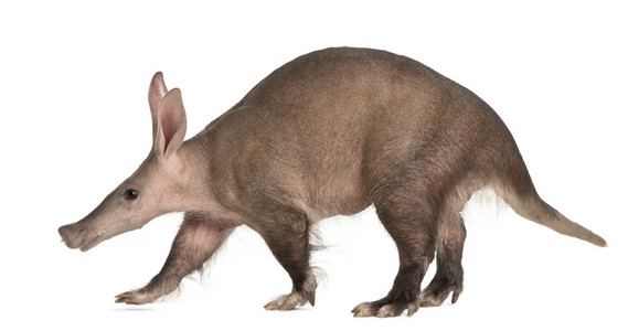 aardvark，orycteropus，16 岁，站在白色背景前