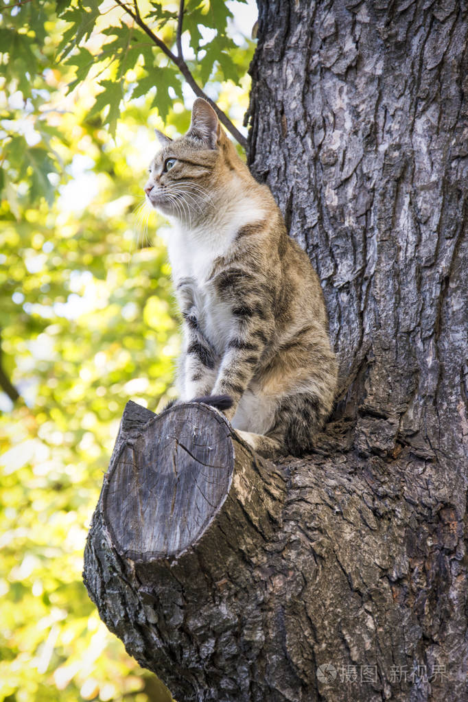夏天, 在阳光明媚的日子里, 一只猫坐在树上看着某人.