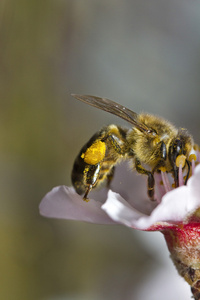 蜂蜜蜜蜂昆虫