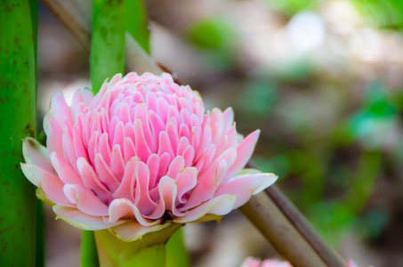 粉色 etlingera 丽格花