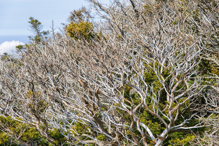 在 Yeongsil 小径的白色死紫杉树。