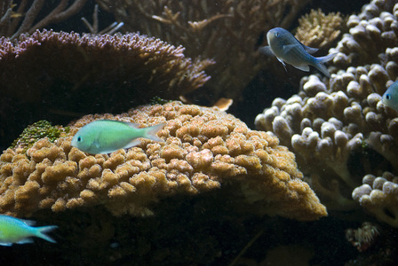 水族馆的鱼类和珊瑚