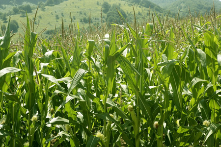 绿色的玉米田户外景观图片