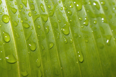 叶纹理和雨滴