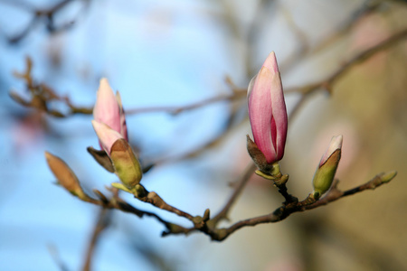   magnolia  