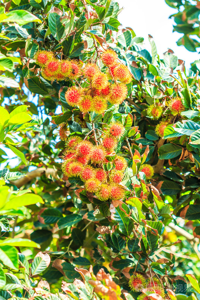 红毛丹树花图片