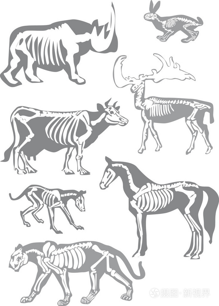 在白色的动物骨骼集合插画 正版商用图片0ay5a8 摄图新视界
