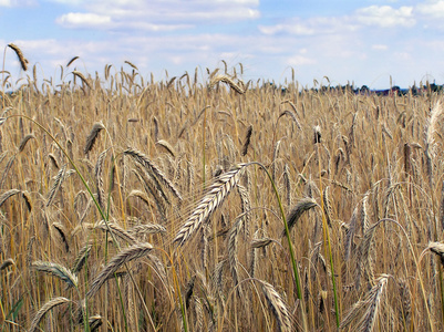 大麦秸秆成熟的金黄大麦秆照片