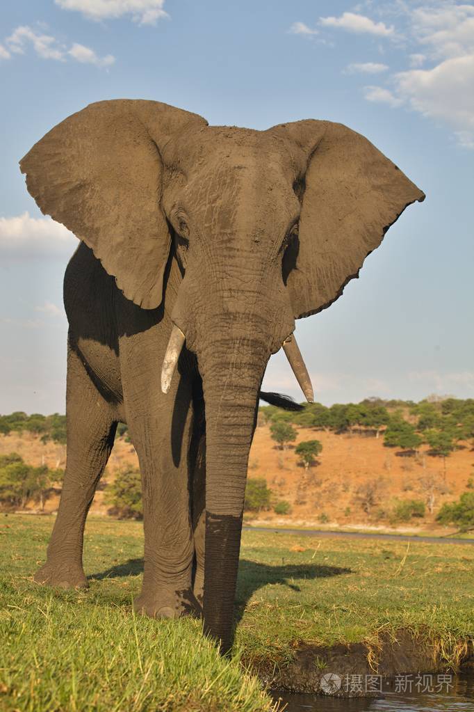 在博茨瓦纳丘比国家公园喝大象非洲象属基利坎贝尔