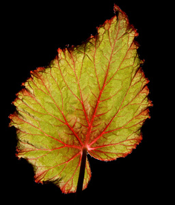 秋海棠的叶图片