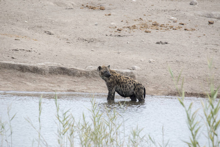发现鬣狗, crocuta crocuta, 沐浴水坑, Etosha 国家公园, 纳米比亚