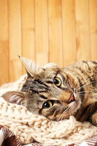 猫在针织围巾