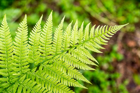 特写的美丽绿色的植物，与模糊背景