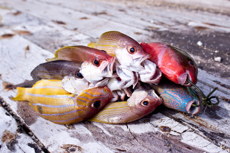 安达曼海的鱼类