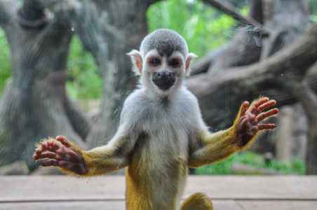 只猴子在喝茶微笑只猴子在动物园 卡利 哥伦比亚照片
