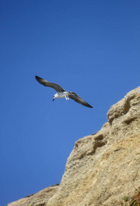 海鸥飞越岩石。底部视图