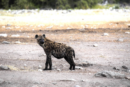纳米比亚 Etosha 国家公园水坑附近的 Crocuta Crocuta 斑点鬣狗