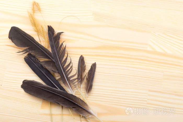 羽毛石头贝壳草野生花卉海网络