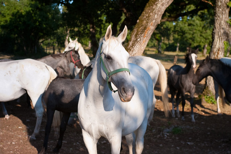 白 lipizzan 马