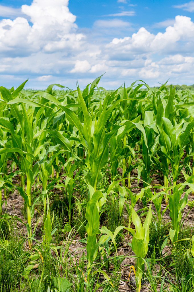 绿色玉米地