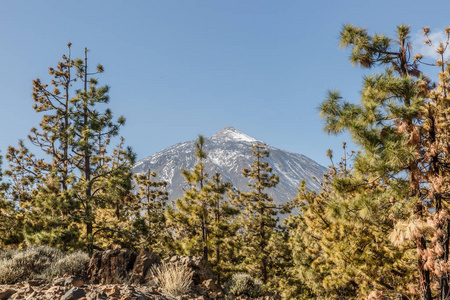 加那利群岛松树与 Teide 在背景, 特内里费岛, 加那利群岛, 西班牙