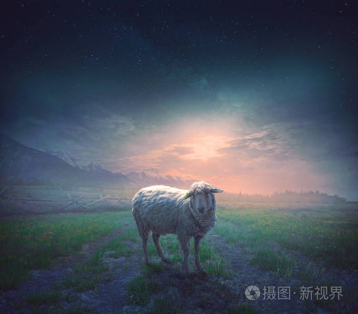 一只绵羊从其他人徘徊, 在夜里迷路了.