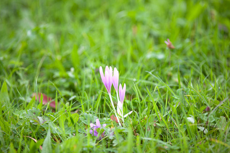 秋番红花, 秋菜