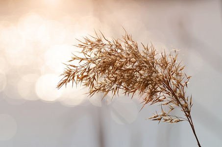 芦苇种子的特写照片