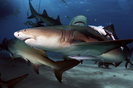 柠檬鲨照片