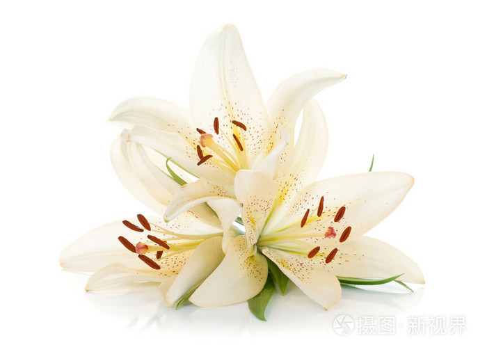三个白百合照片 正版商用图片0aymj5 摄图新视界 三个白百合照片 正版商用图片0aymj5 摄图新视界