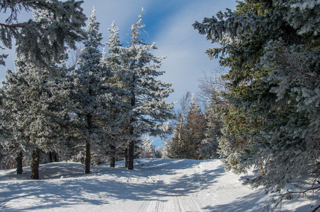 白雪覆盖的森林，山的山坡上