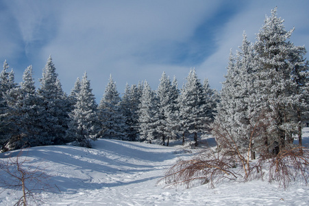 白雪覆盖的森林，山的山坡上