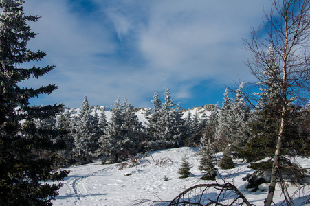 白雪覆盖的森林，山的山坡上