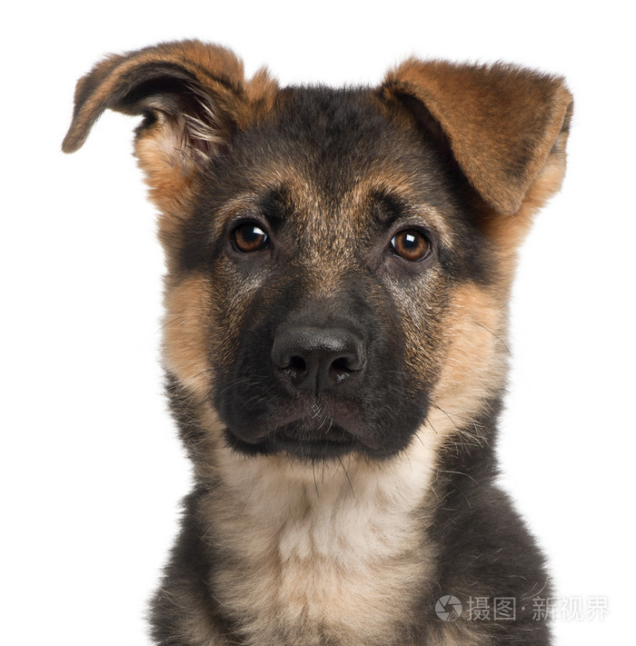 德国牧羊犬幼犬 3 个月大 在白色背景前的特写照片 正版商用图片0ayn86 摄图新视界