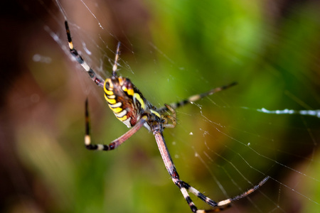 蜘蛛，argiope bruennichi