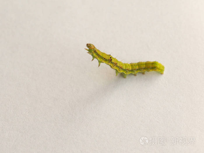 金黄孪生斑点飞蛾 (chrysodeixis chalcites) 幼虫在白色背景下