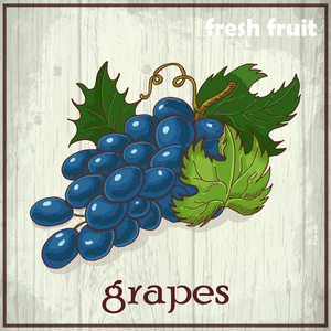 手绘图插图的葡萄。新鲜水果素描背景