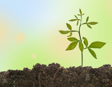 手里拿着绿色树苗与土壤在窗户背景下的泥炭土壤中的胡椒树苗在土壤上