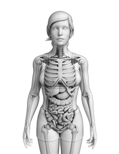 消化系统的女性解剖照片