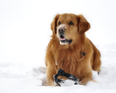 在雪中的黄金猎犬。快乐的狗