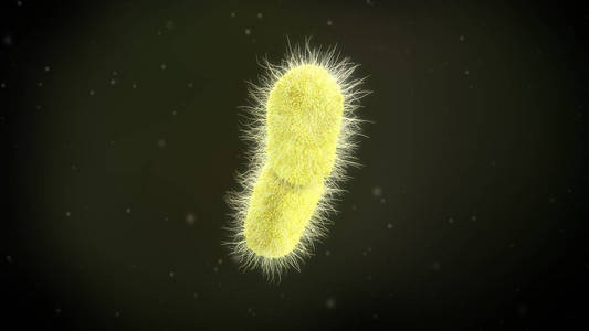 3d. 克雷伯菌细菌的图示