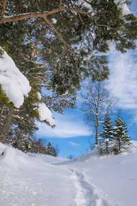 冬季景观与新鲜的雪在山林