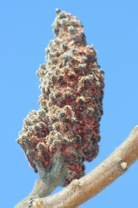 桐花序的醋树图片