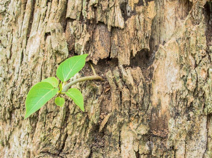 近摄镜头的棕色树树皮纹理