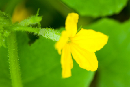 用鲜花绿色黄瓜